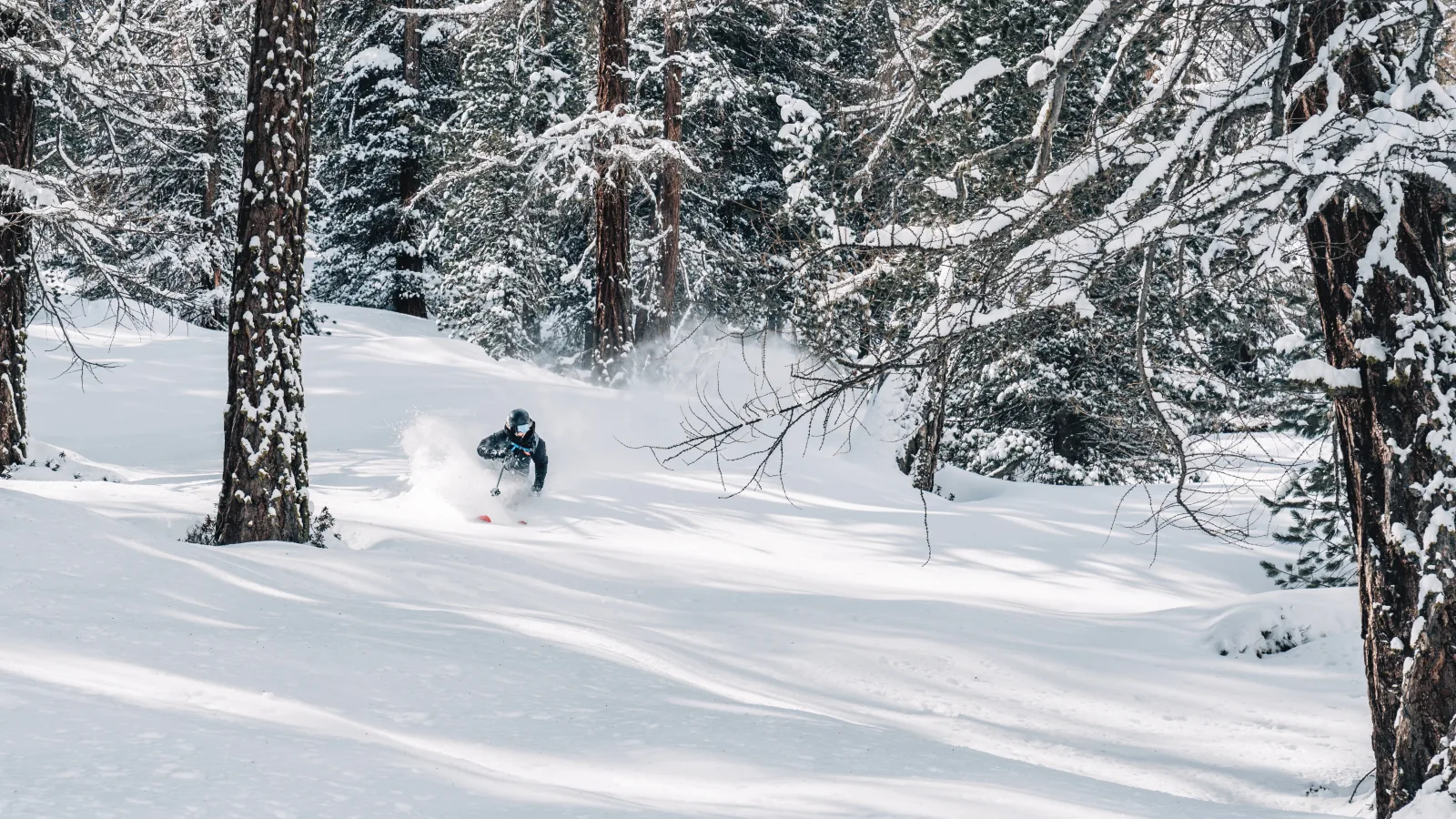 Skifahrer im Tiefschnee zwischen verschneiten Lärchen